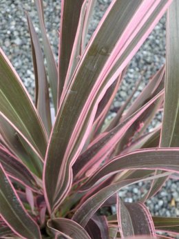 QUI CONNAIT LE PHORMIUM TENAX ?