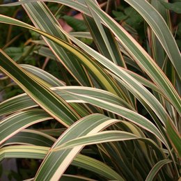 QUI CONNAIT LE PHORMIUM TENAX ?