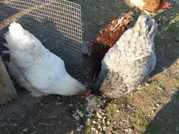 Ma vie autour de mes animaux.