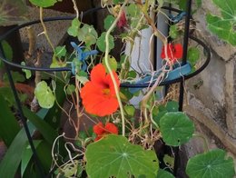 Allez-vous mettre des capucines dans votre jardin ?