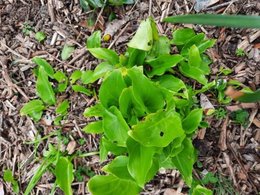 besoin d'aide pour identifier des plantes