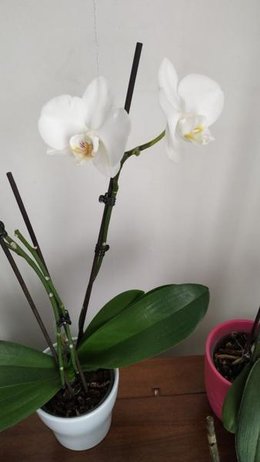 Floraison d'une orchidée