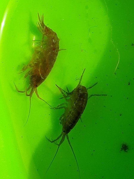 Larves Ou Insectes Aquatiques Forum Jardinage larves-ou-insectes-aquatiques-forum-jardinage