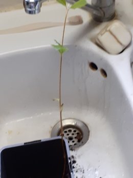 une plante inconnue