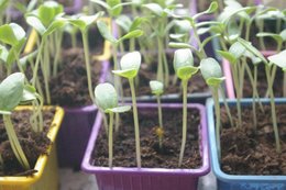 Graines de melon semées en pots