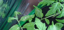 Tâches blanches sur jeunes plants de tomates