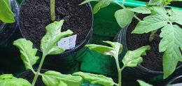 Tâches blanches sur jeunes plants de tomates