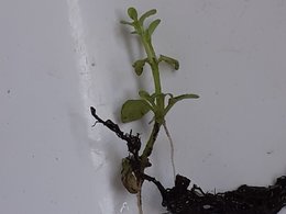 naissance d'une plante