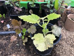 Courgette feuilles qui sechent sous chassis