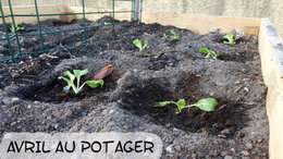 Avril au potager