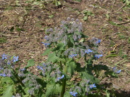 Semez-vous de la bourrache dans votre jardin ?