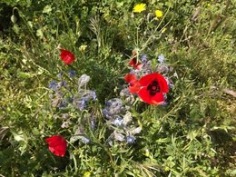 Semez-vous de la bourrache dans votre jardin ?