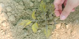 Feuilles de tomate qui noircissent