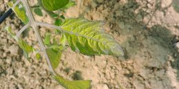 Feuilles de tomate qui noircissent