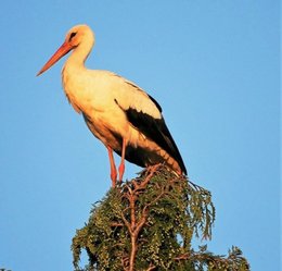 Au  petit coucou amical