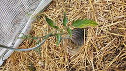 Tomate repiquer sous serre froide