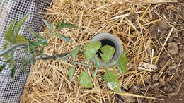 Tomate repiquer sous serre froide