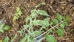 Tomate repiquer sous serre froide