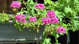 Comment avoir 6 mois de fleurs avec les géraniums des balcons ?