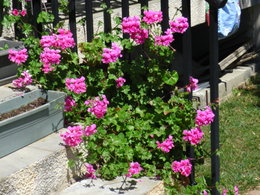 Comment avoir 6 mois de fleurs avec les géraniums des balcons ?