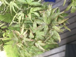 Maladie sur Acer palmatum