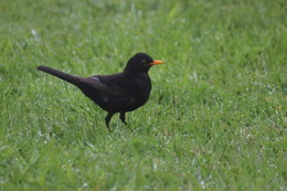 Oiseaux de mon jardin et des environs