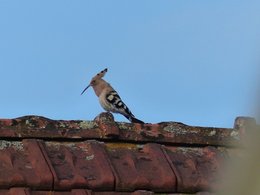 Oiseaux de mon jardin et des environs