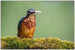 Oiseaux de mon jardin et des environs