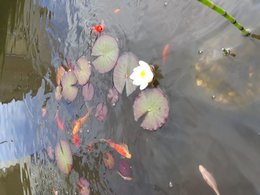 Au  petit coucou amical