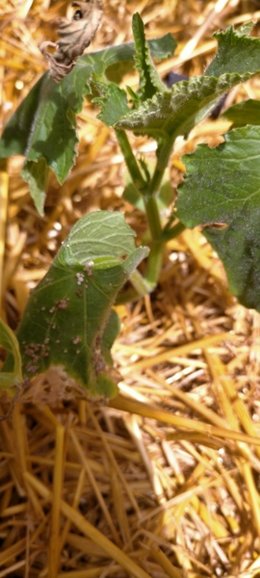 Parasites du Potager