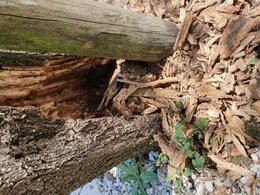 Glycine malade... tronc qui s'effrite