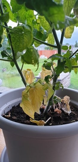 Tomates en intérieur - feuilles qui jaunissent