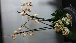 Help - Sauver mon orchidée