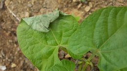 Haricots nains : feuilles flétrissent puis sèchent