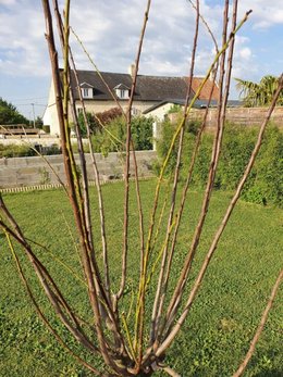 Mirabellier planté en MARS toujours pas de feuilles