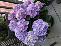 Hortensia