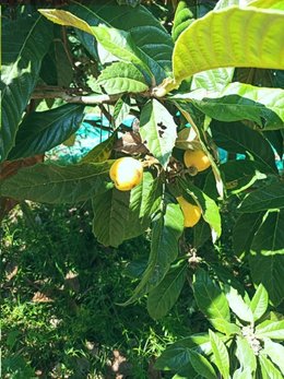 Qui peut m'aider pour ces fruits