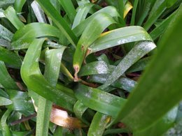 Feuilles d'agapanthe tachées de gris