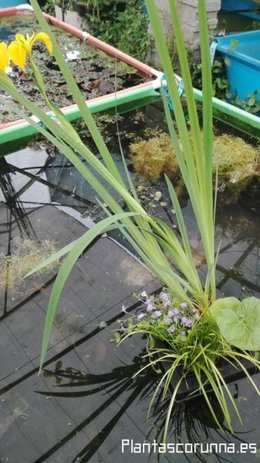 Plantes de bassin