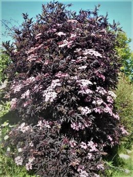 Sureau, un arbre aux utilisations insoupçonnées