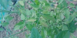 Petit point noir sur plant de tomate et de pomme de terre.