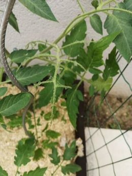 Qui page les feuilles de tomates ?