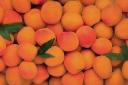 Abricots pouris