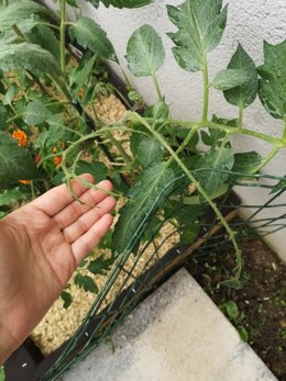 Qui page les feuilles de tomates ?