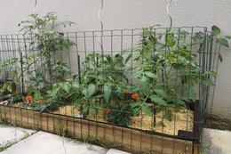 Qui page les feuilles de tomates ?