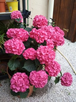 Hortensia macrophylla  'Sweet Fantasy' - Hydrangea