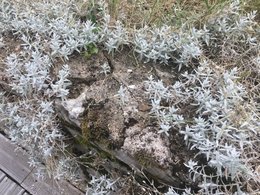 Ma corbeille d'Argent déprime