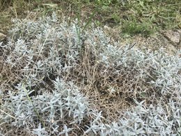 Ma corbeille d'Argent déprime