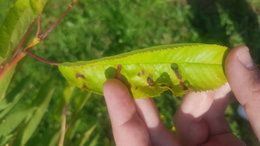 Taches rouges puis trous sur feuilles de cerisiers