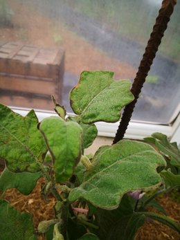 Maladie sur aubergines greffées